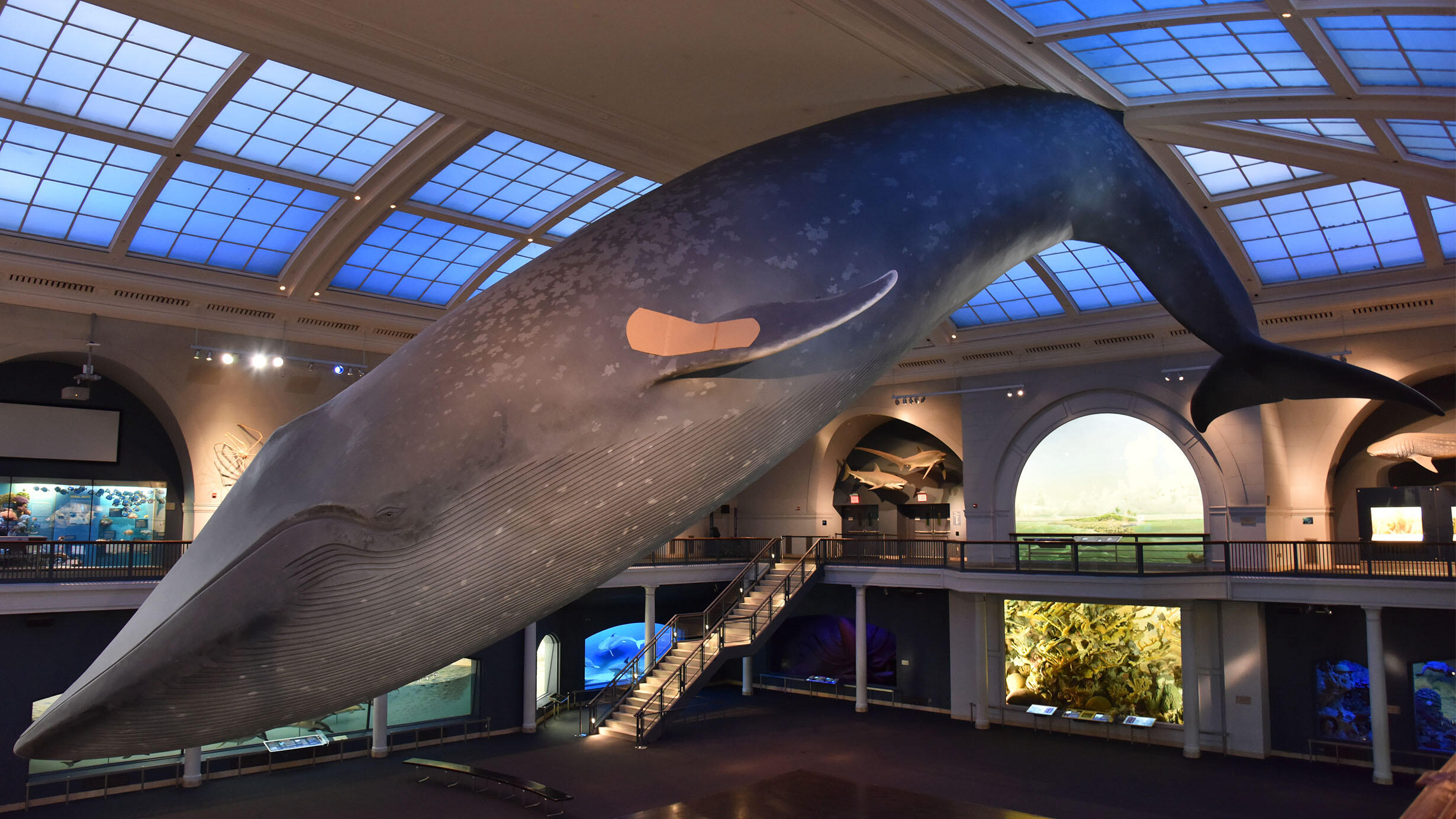 The iconic Blue Whale, suspended from the ceiling in the Hall of Ocean Life, sports a bandaid on its flipper.
