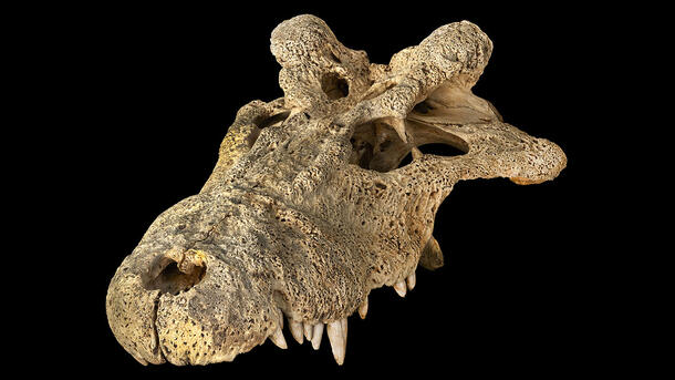 Extinct horned crocodile skull retains an upper row of pointy teeth.