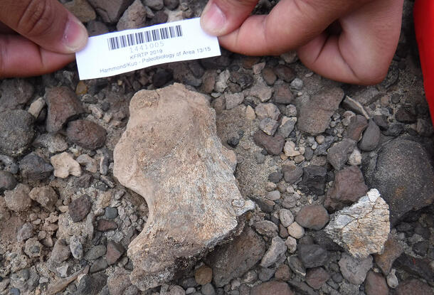 Fingers holding an identification label above a partial pelvis.