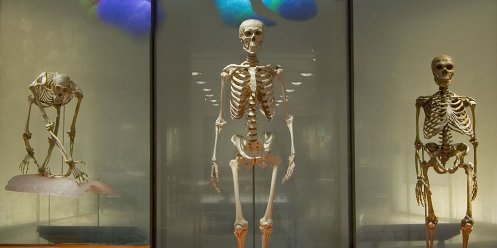 Fossil Apes are Vital to Understanding Human Evolution AMNH