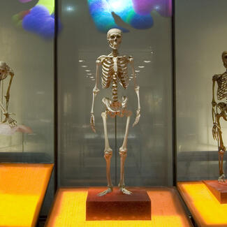 Three skeletons on display at the entrance to the Spitzer Hall of Human Origins.