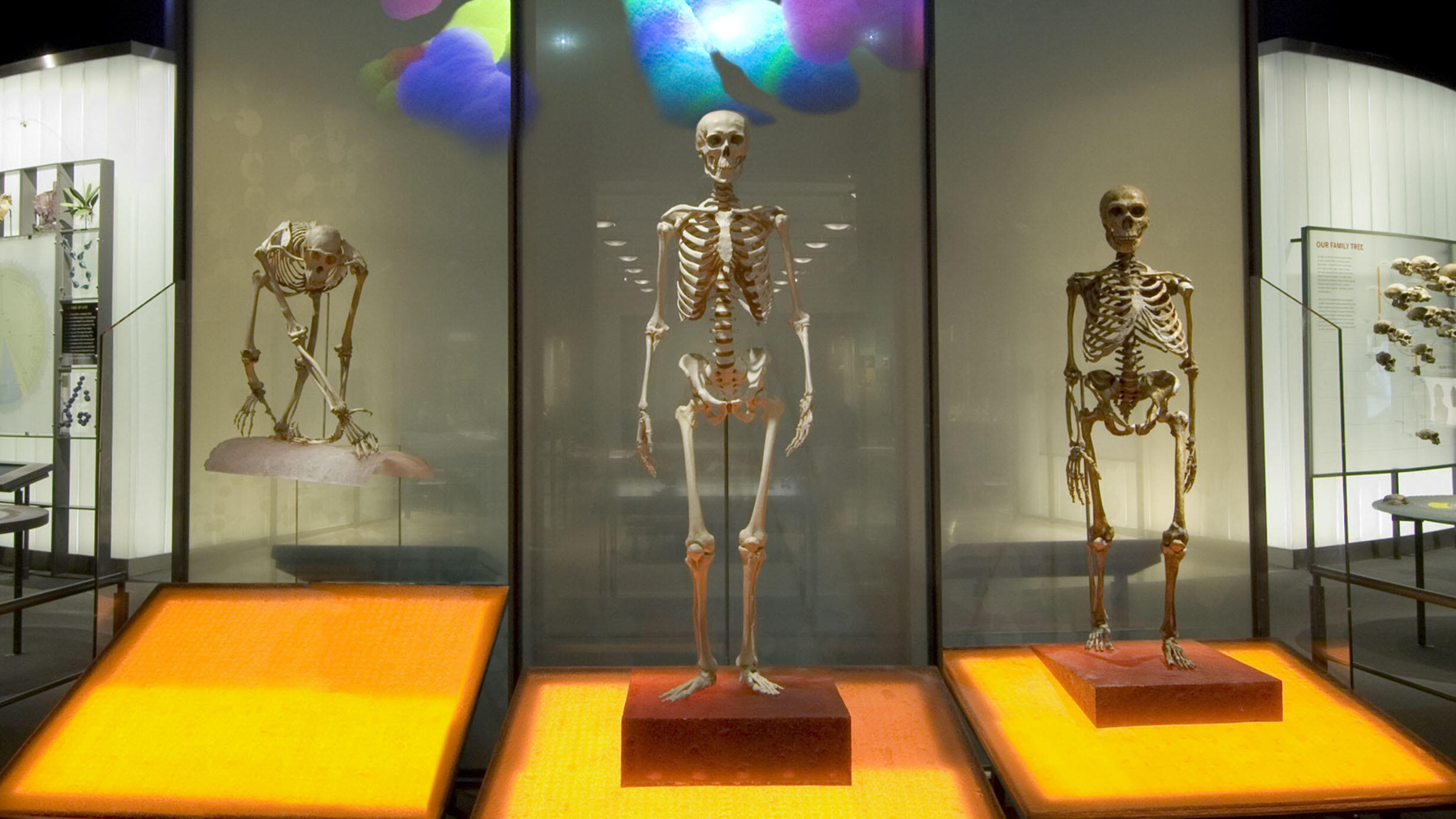 Three skeletons on display at the entrance to the Spitzer Hall of Human Origins.