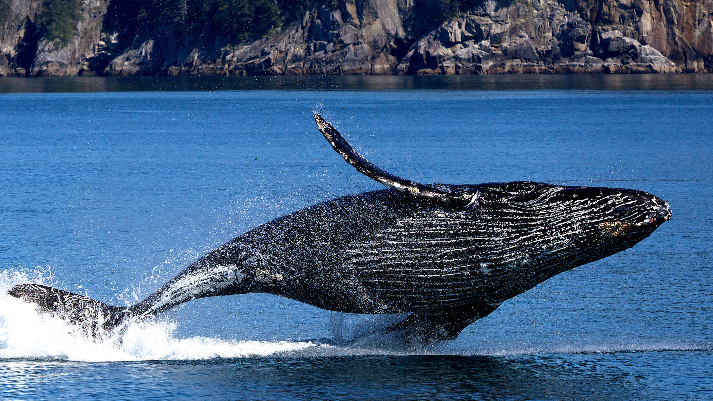 humpback-whale-alaska-2460-1384