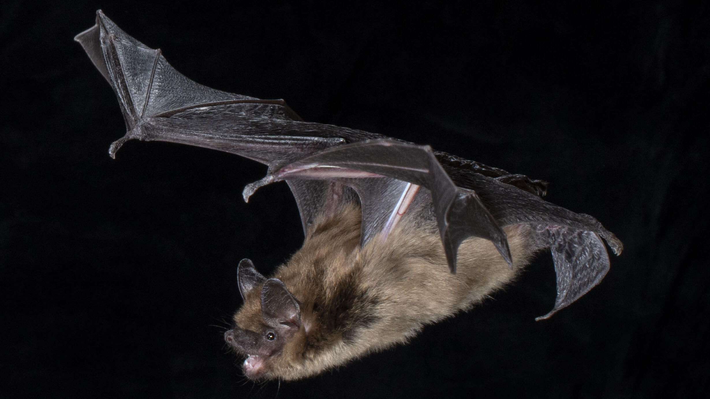 A bat with wings spread swoops through the air.