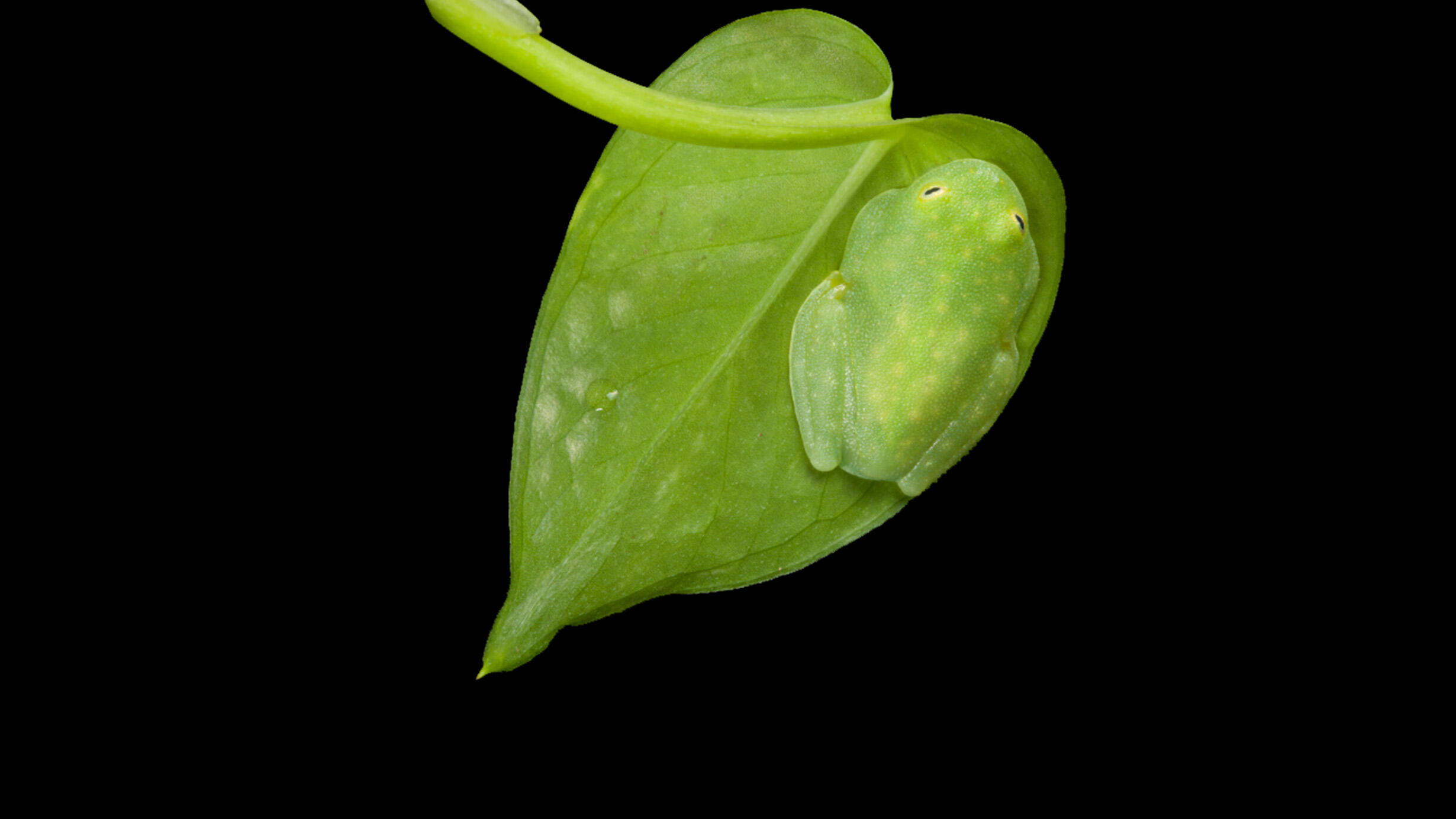 Frog resting on a leaf, photographed from its back side. 