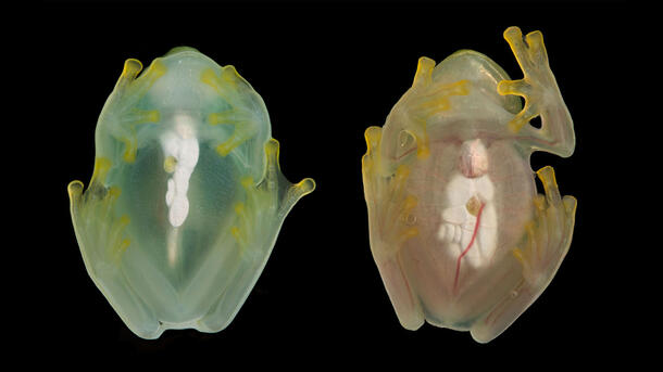 (Left) Sleeping transparent frog, with light glow at the center. (Right) Active transparent frog, with larger middle glow and bright veins visible.