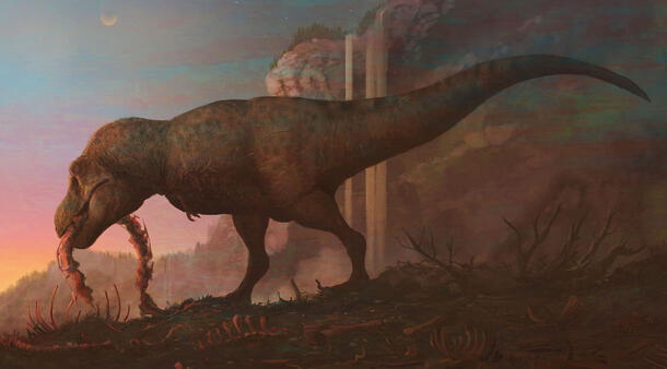 Artist rendering of a Tyrannosaurus rex feeding on the spine of an animal.