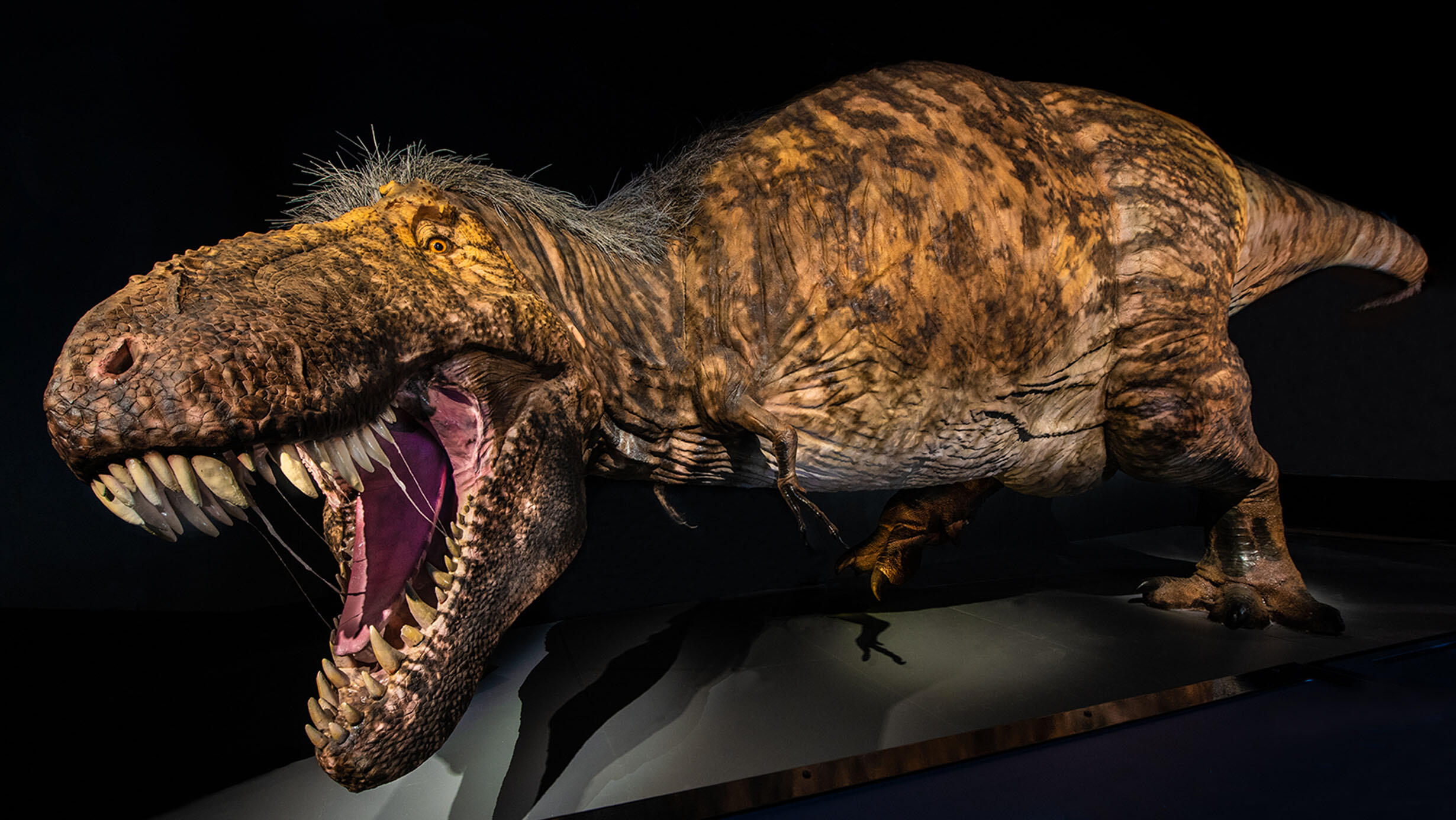 T. rex mount displays a gaping jaw with rows of sharp teeth.