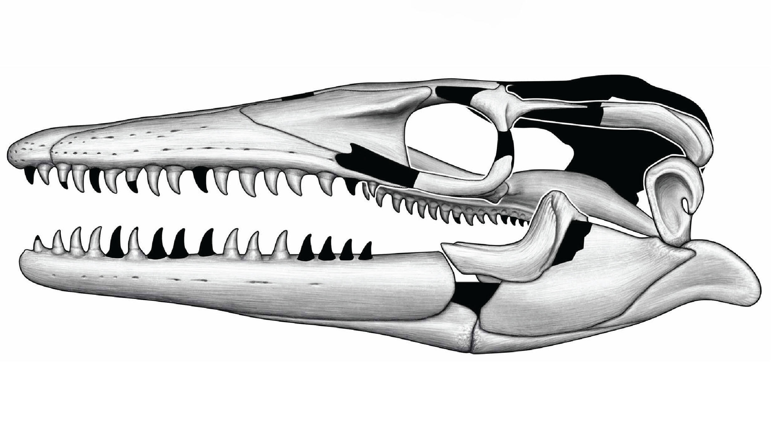 Line drawing of a light-colored skull with some dark spots and a long jaw with sharp teeth. 