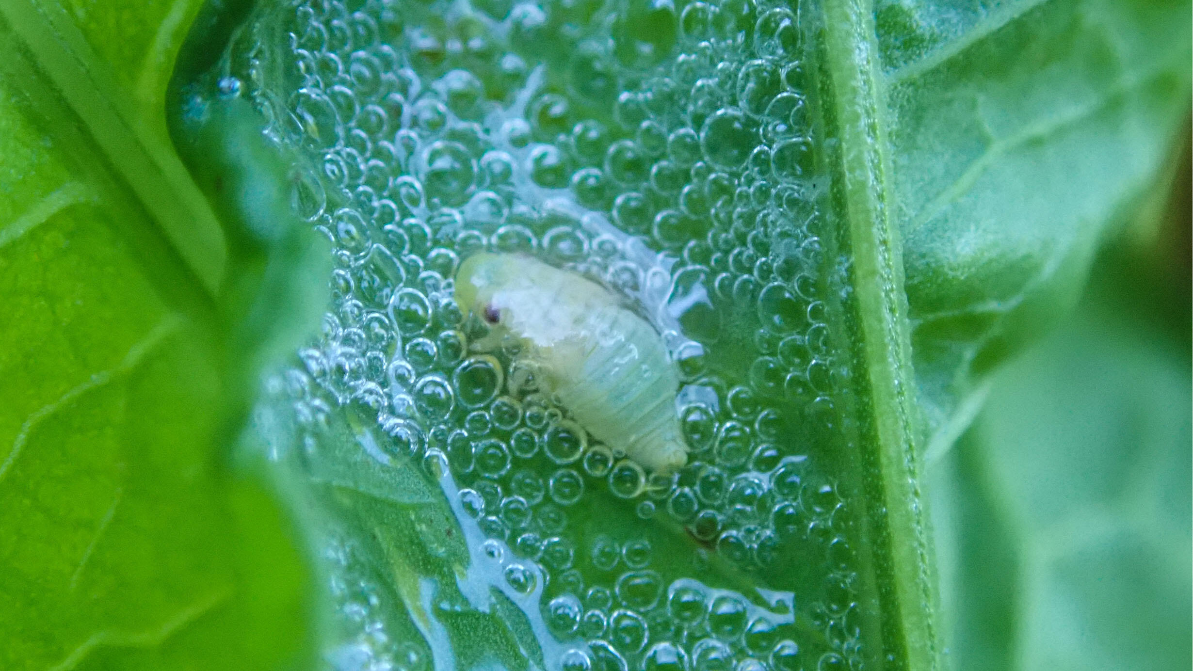 A pale, young meadow spittlebug on a leaf covered in a layer of bubbles which have been produced by the meadow spittlebug.
