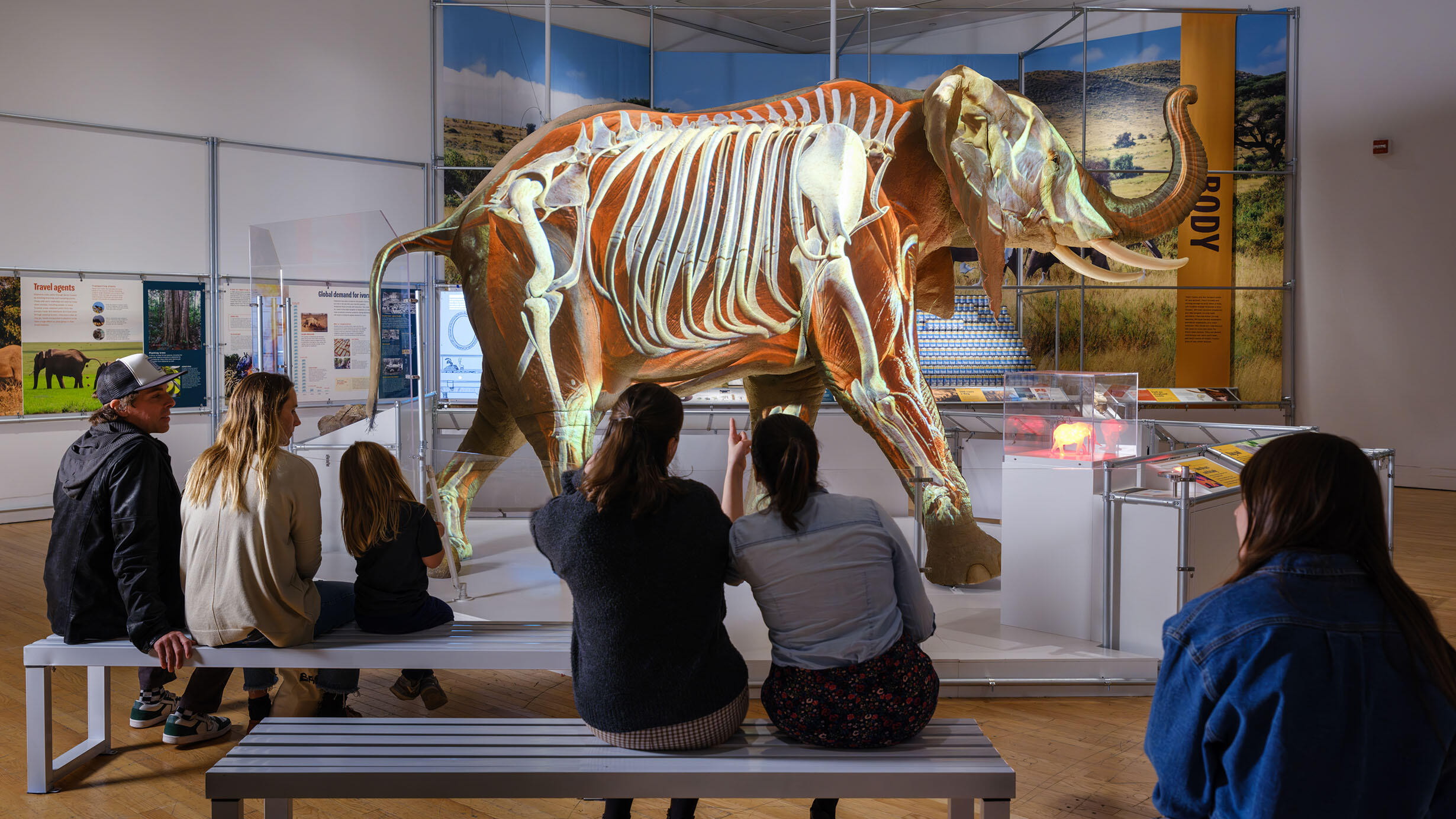 Six Museum visitors sitting on three different benches in front of a life-size model of an African elephant with a video projection showing its skeleton.