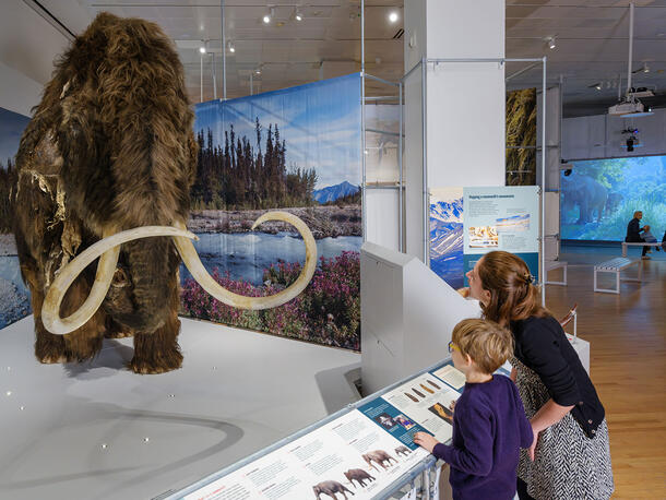 Two exhibition visitors, an adult and child, look at a full-scale model of a woolly mammoth in the process of sheddings its fur.