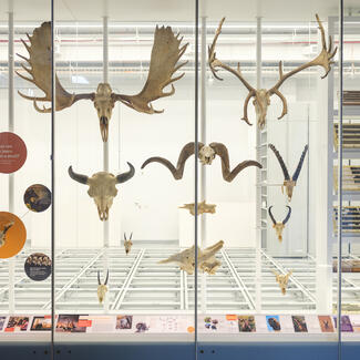 Mammal headgear (antlers and horns) of various animals and differing sizes on display behind glass in the Collections Core.