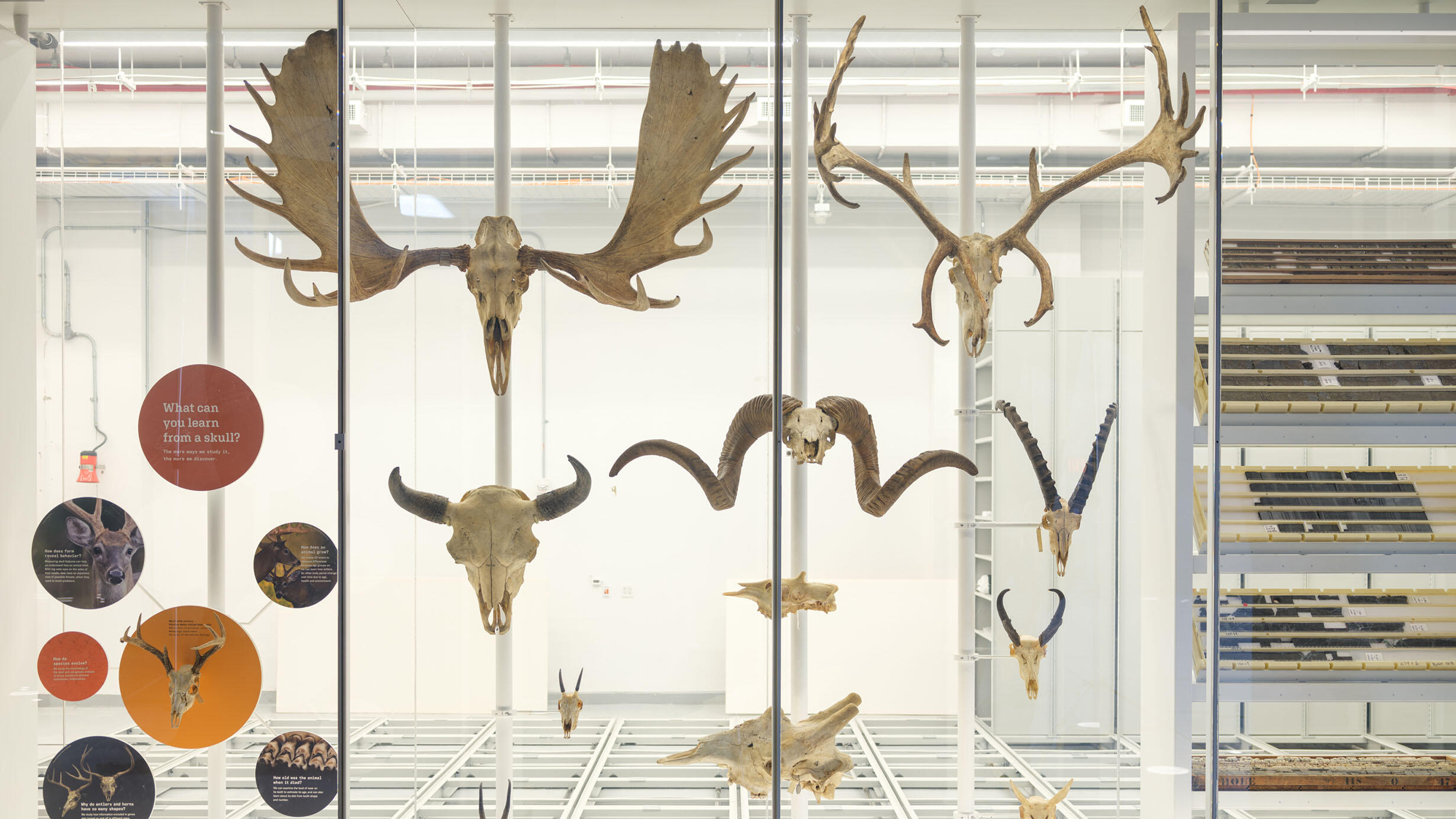 Mammal headgear (antlers and horns) of various animals and differing sizes on display behind glass in the Collections Core.