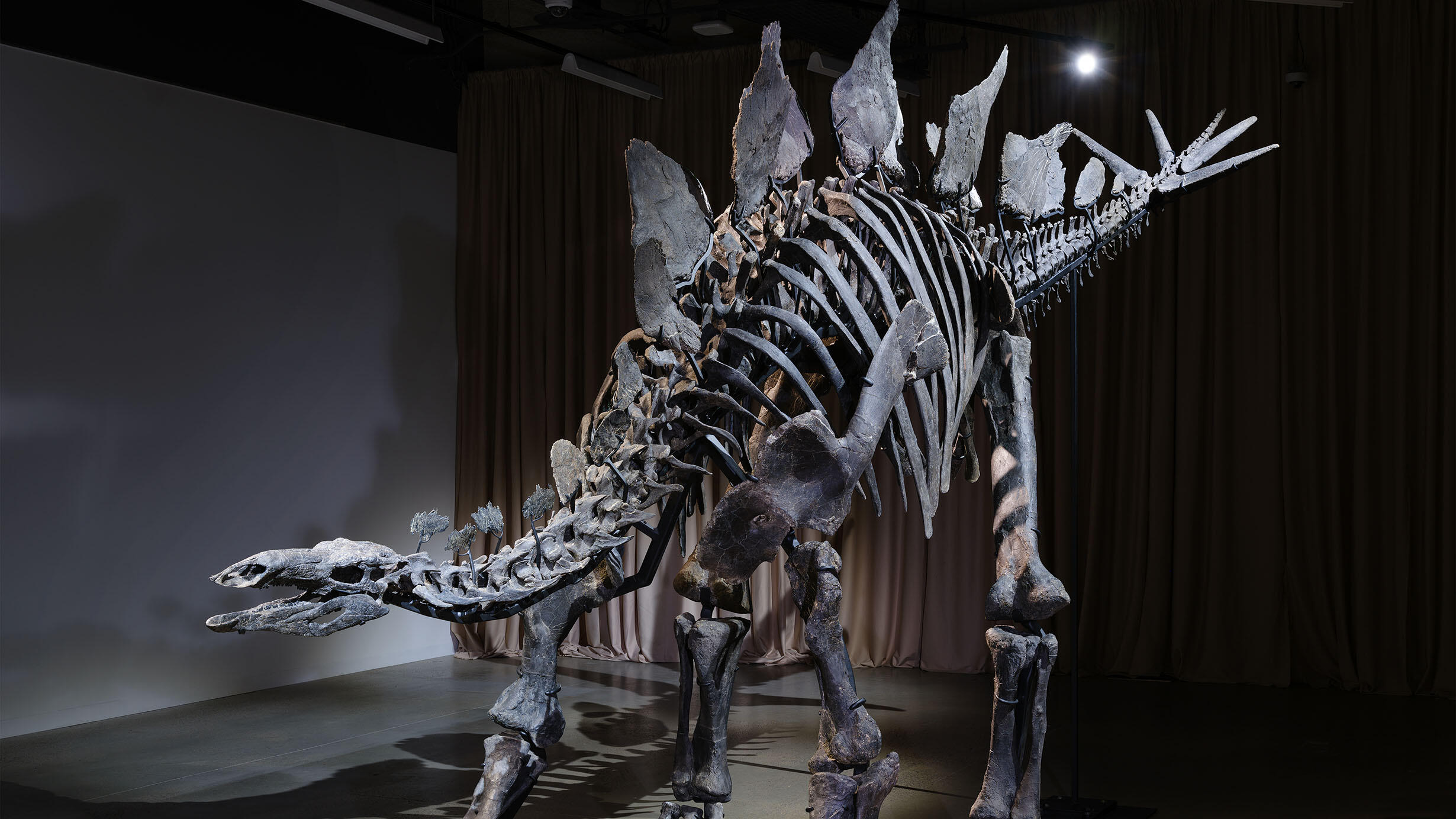 Apex Stegosaurus full fossil mount on display in a dark room with a blank wall and a light colored curtain in the background.