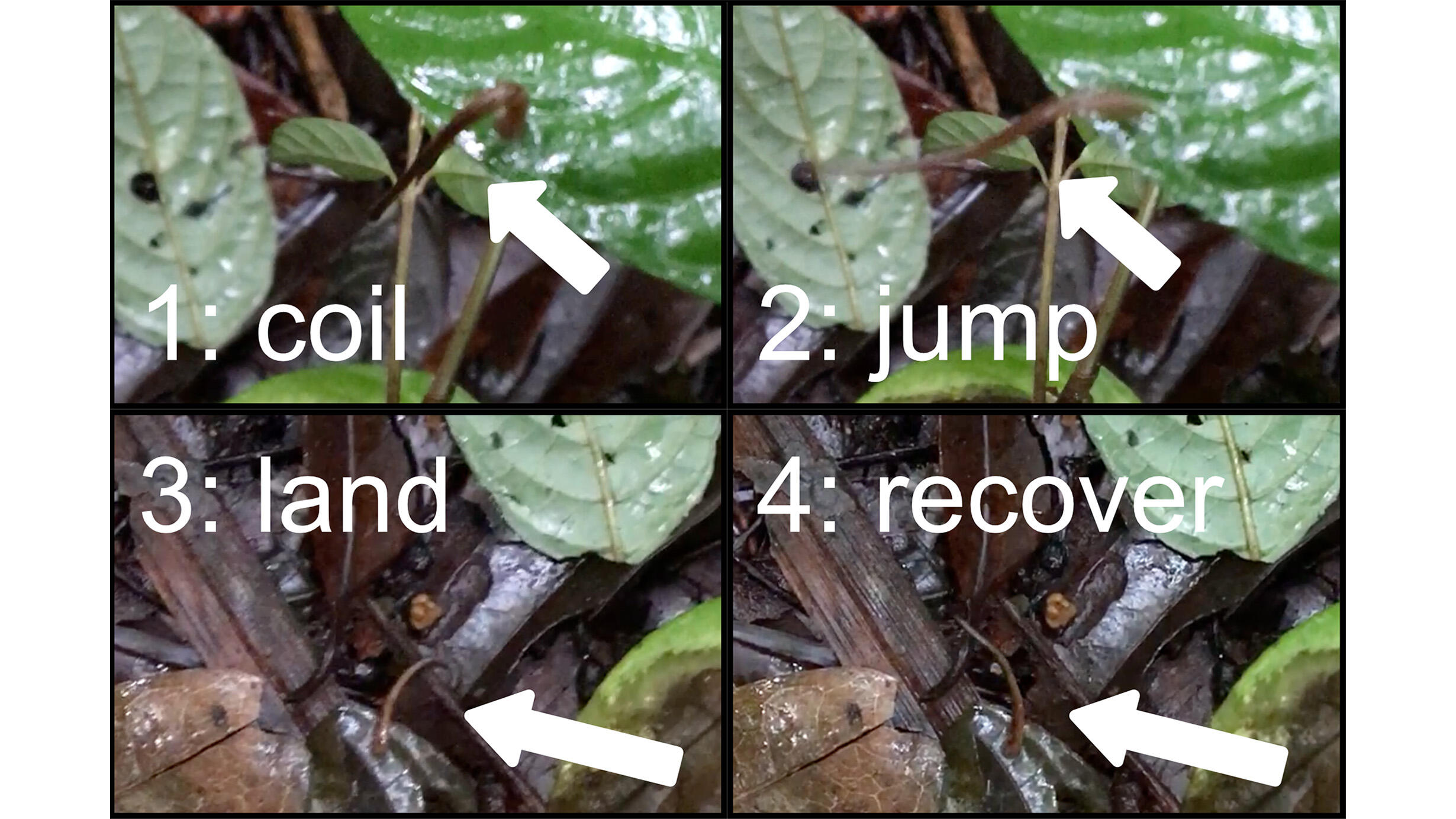 Four successive images of a thin, long leech jumping between leaves and coiling.