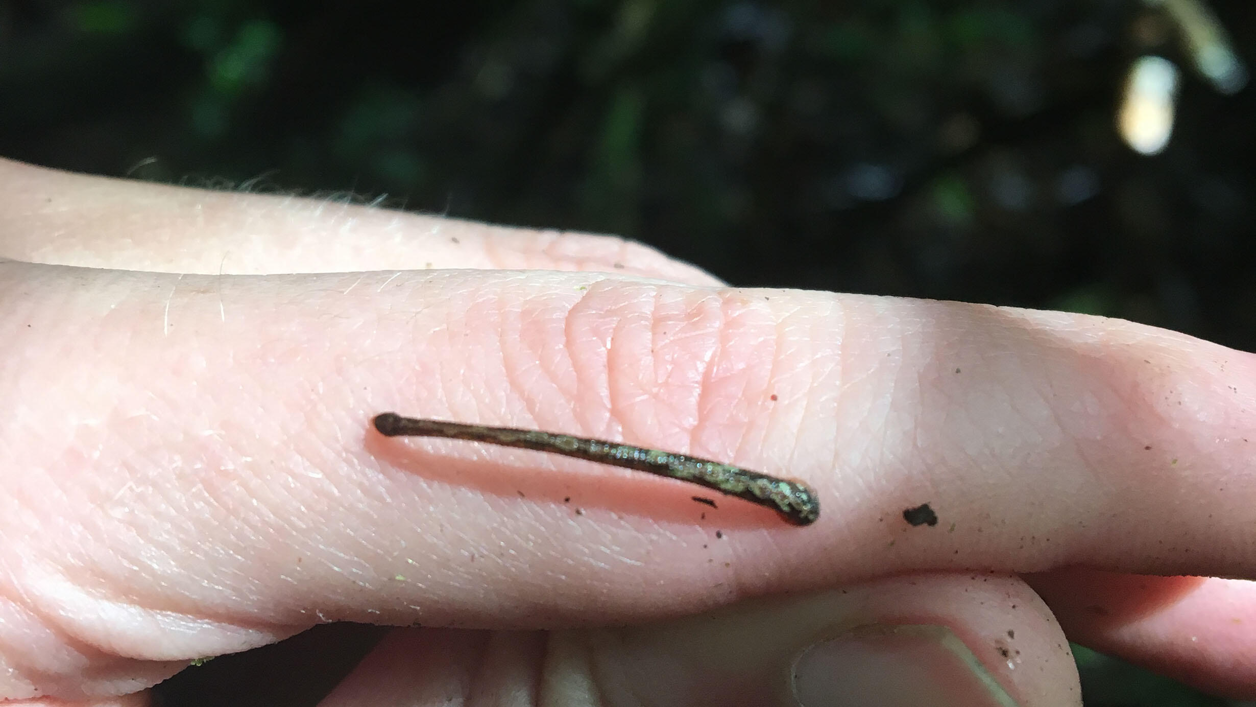 A small, thin leech stretched out on Mai Fahmy's finger.
