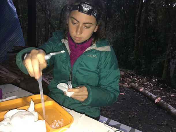 Mai Fahmy sits at a table wearing a head lamp using a plastic transfer pipette in a brightly colored tray.