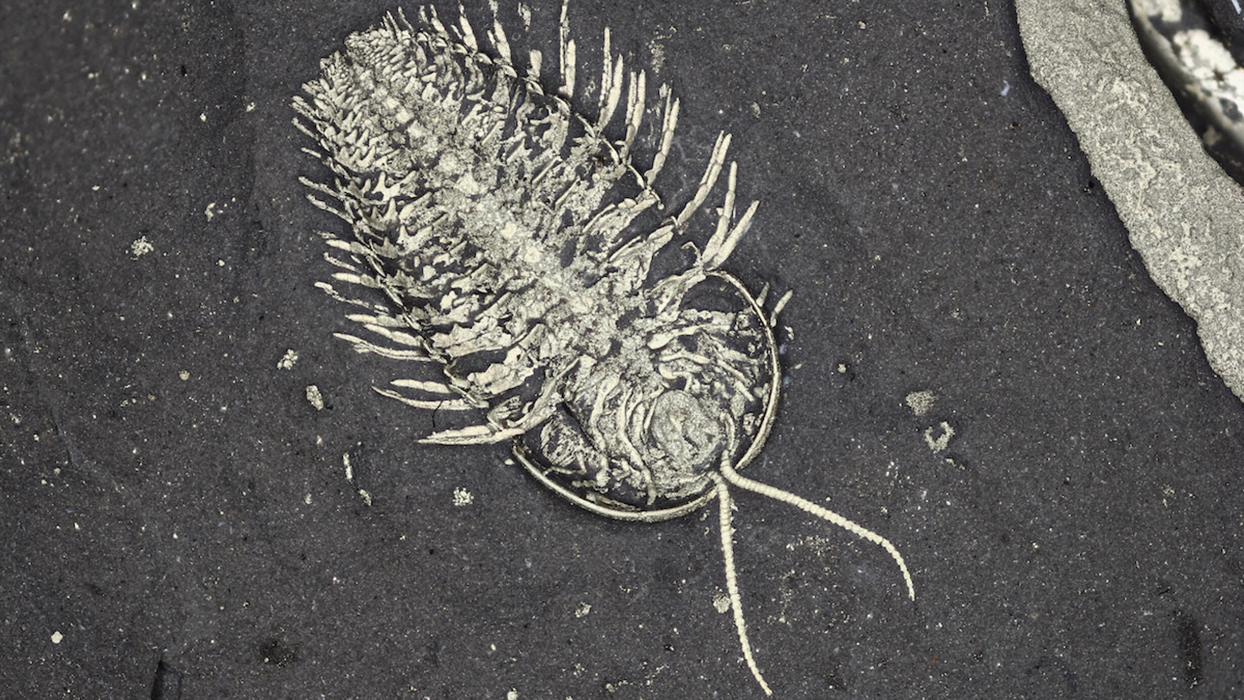 A well preserved trilobite fossil with an oval body, over ten appendages on each side and two antennae on its head.