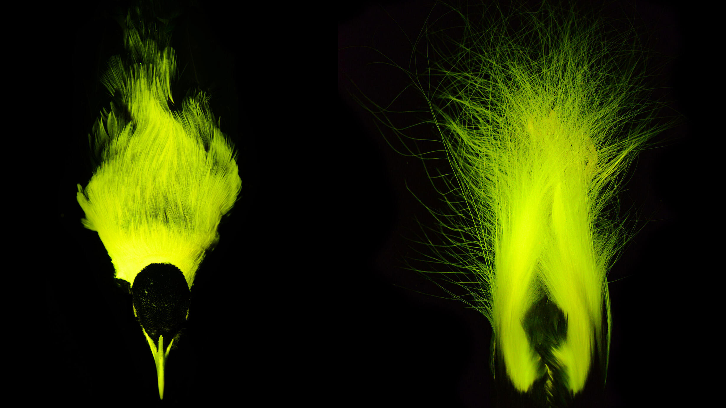 A biofluorescent emperor bird-of-paradise specimen shown from the top (left) and side plumage (right), glowing bright against dark background.