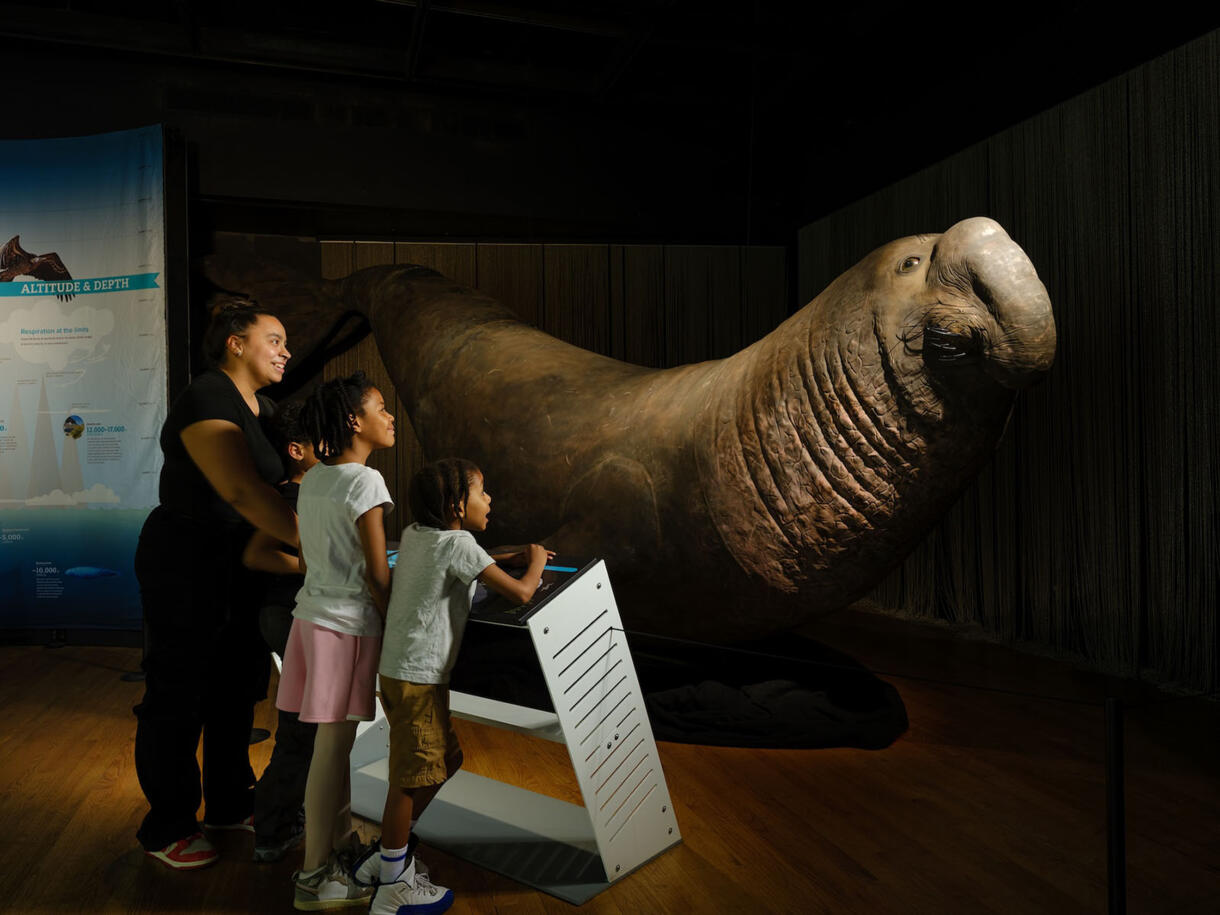 An adult and three children look at a large elephant seal model in the Life at the Limits special exhibition.