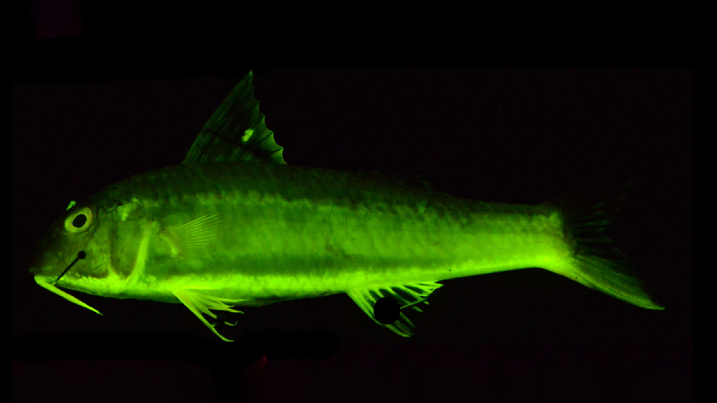 A glowing biofluorescent goatfish against a dark background. 