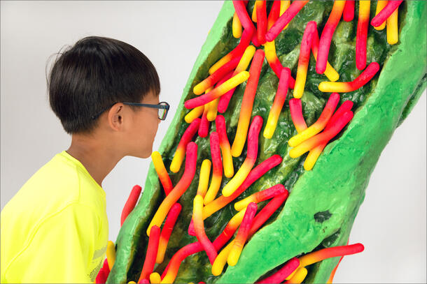 A child in glasses stands close to a large scale model of bacteria eating cellulose, represented as many worm-liked shapes on a larger cylinder.