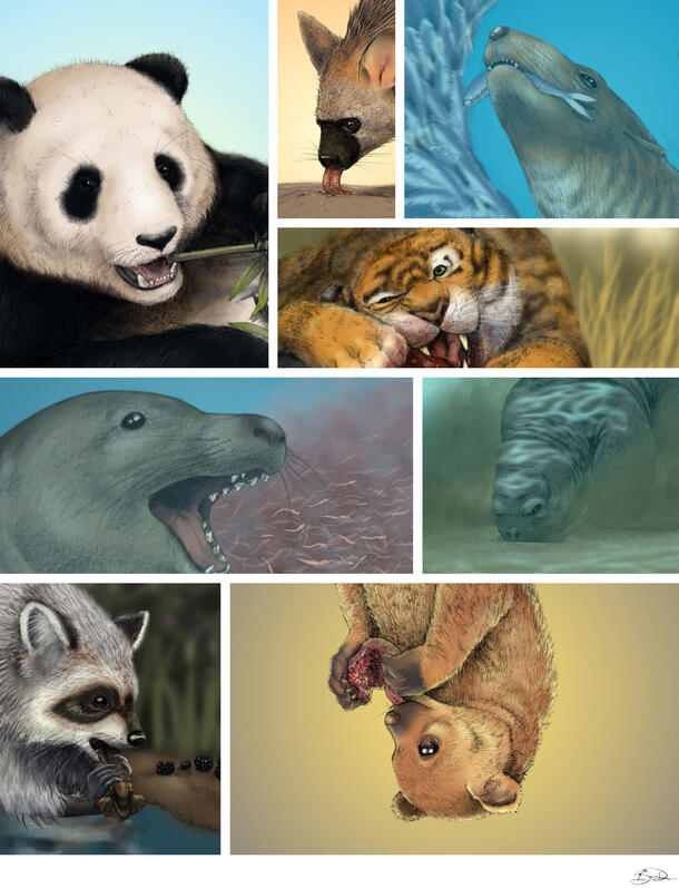 Collage made up of colorful illustrations of a number of animals eating including a panda, tiger, seal, sea lion, raccoon, and bat.