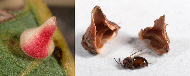 Two-part image. On left: a two-toned, colorful bell-shaped object on a leaf. On right: a winged insect lying between two halves of a dark colored pod.