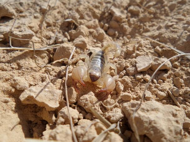 A pale, nearly transparent scorpion walks along desert floor.