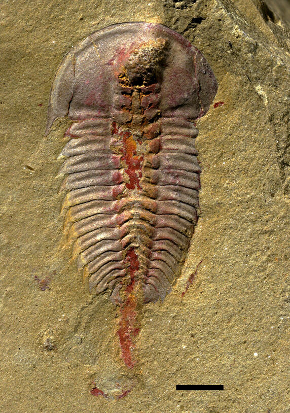 Fossilized animal with horizontal ridges and a rounded head in a sand-colored matrix. A rounded tube runs down the middle of the body.