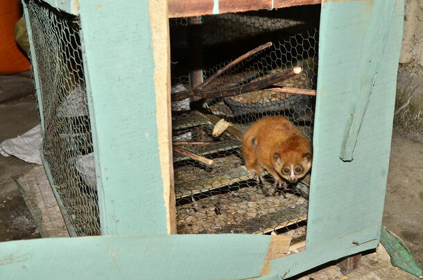 A brown slow loris standing in the bottom of a wire cage that's painted blue/green