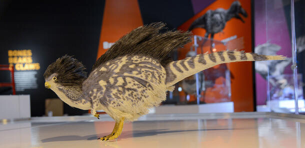 Model of a yianyulong, a small, fuzzy dinosaur.