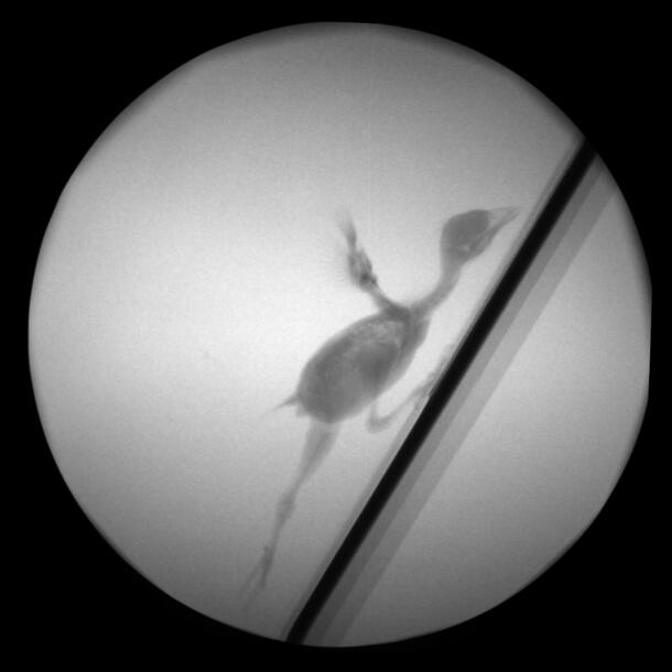 X-ray of a small bird moving up a diagonal slope.