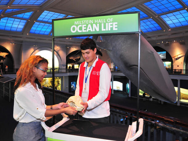 A Teaching Volunteer in an AMNH vest shows a specimen to a visitor at a booth in the Milstein Hall of Ocean Life.