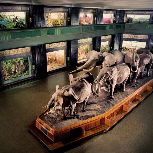 African elephant diorama in Akeley Hall of African Mammals