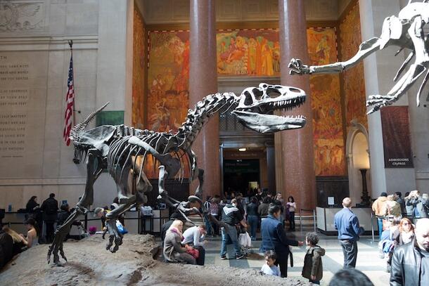 The Allosaurus fossil skeleton, positioned to attack, in the Theodore Roosevelt Memorial Hall.