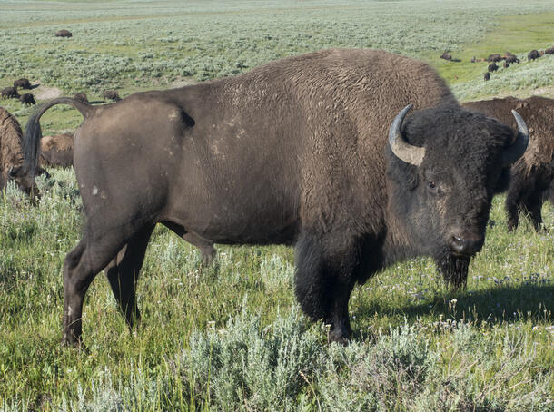 Bison