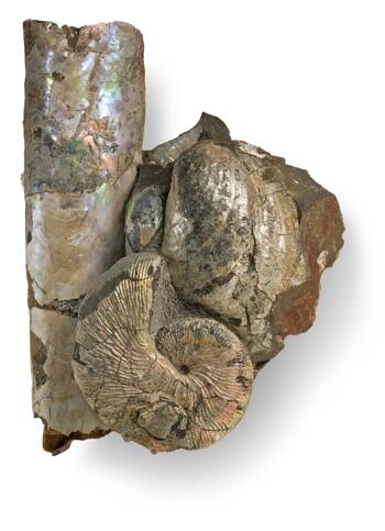 Ammonite fossil.