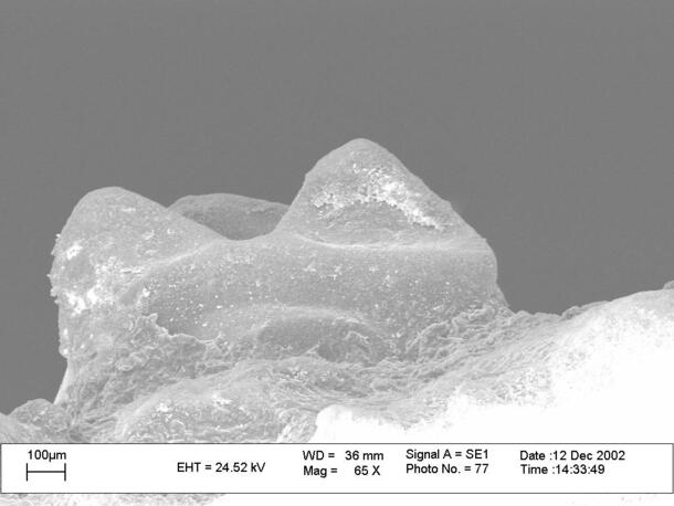 A close-up scan of an upper molar tooth fossil of a Palynephyllum antimaster.