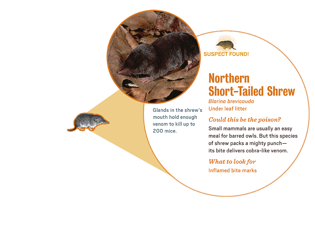 1_2_scene_suspect_popup1_shrew