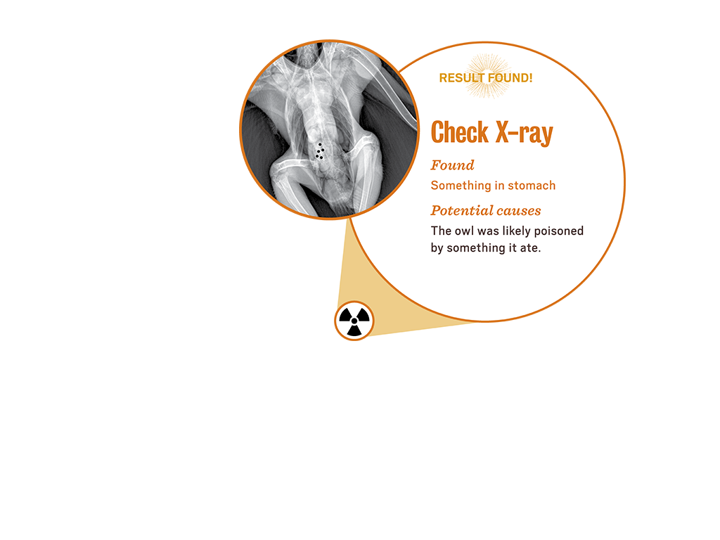 1_3_lab_popup5_xray