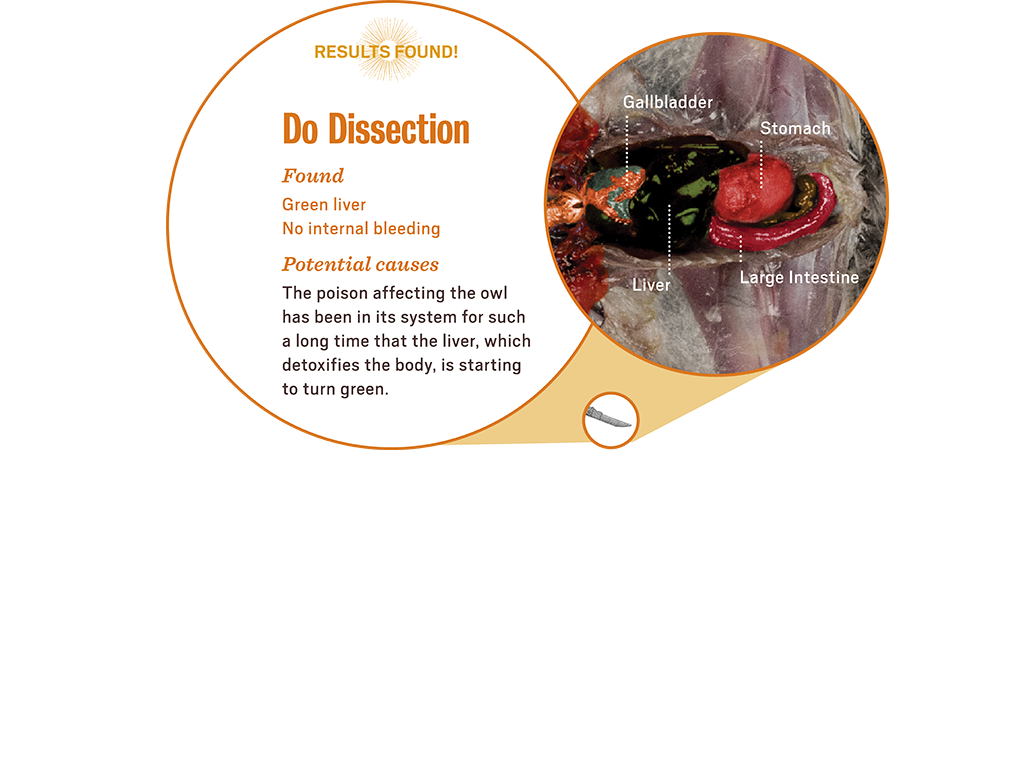 1_3_lab_popup6_dissect