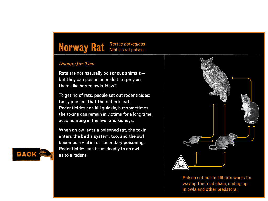 1_4_notebook_learnmore4_rat_btn