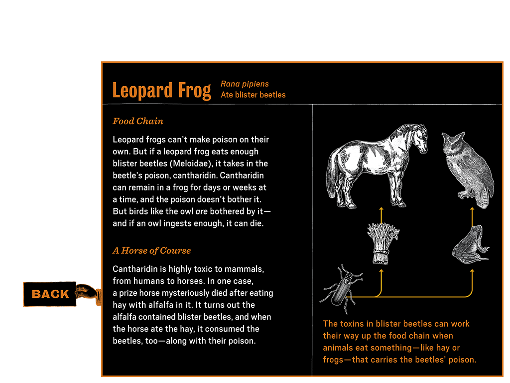 1_4_notebook_learnmore5_frog_btn