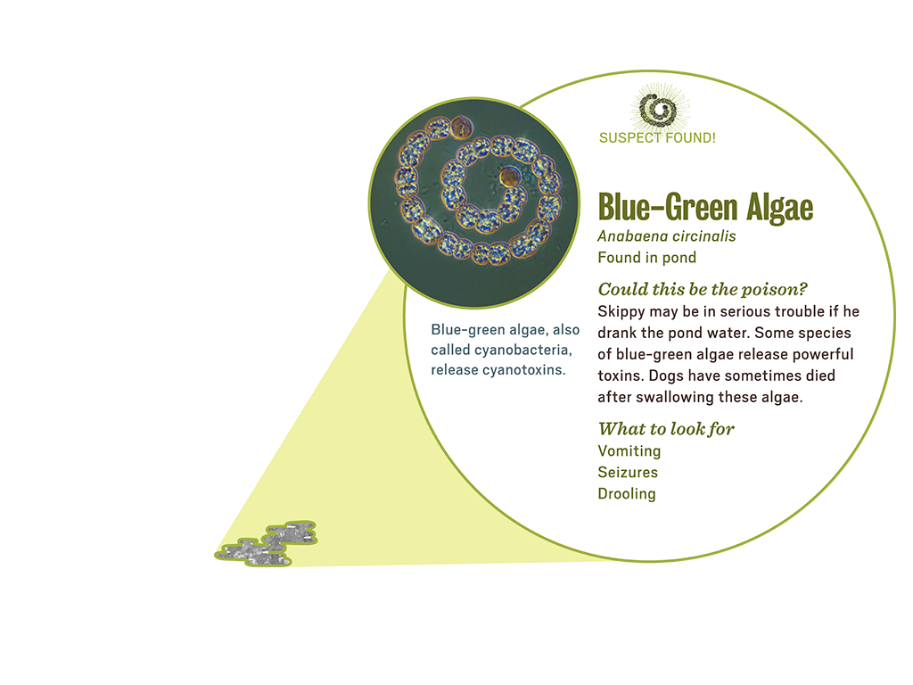 3_2_scene_popup0_algae