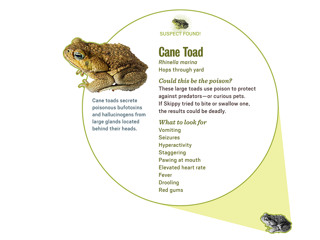 3_2_scene_popup4_toad