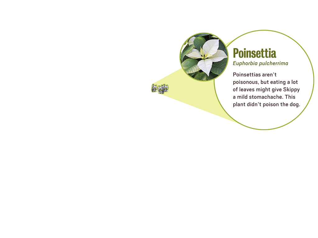 3_2_scene_popup6_poinsettias