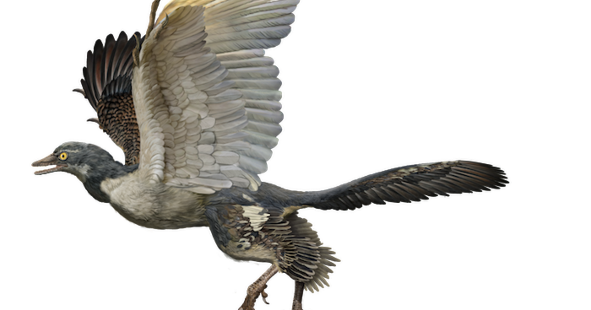 archaeopteryx is