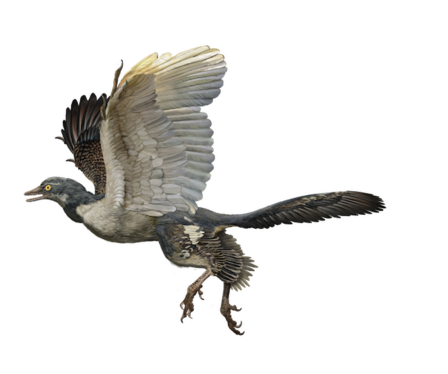 archaeopteryx dino